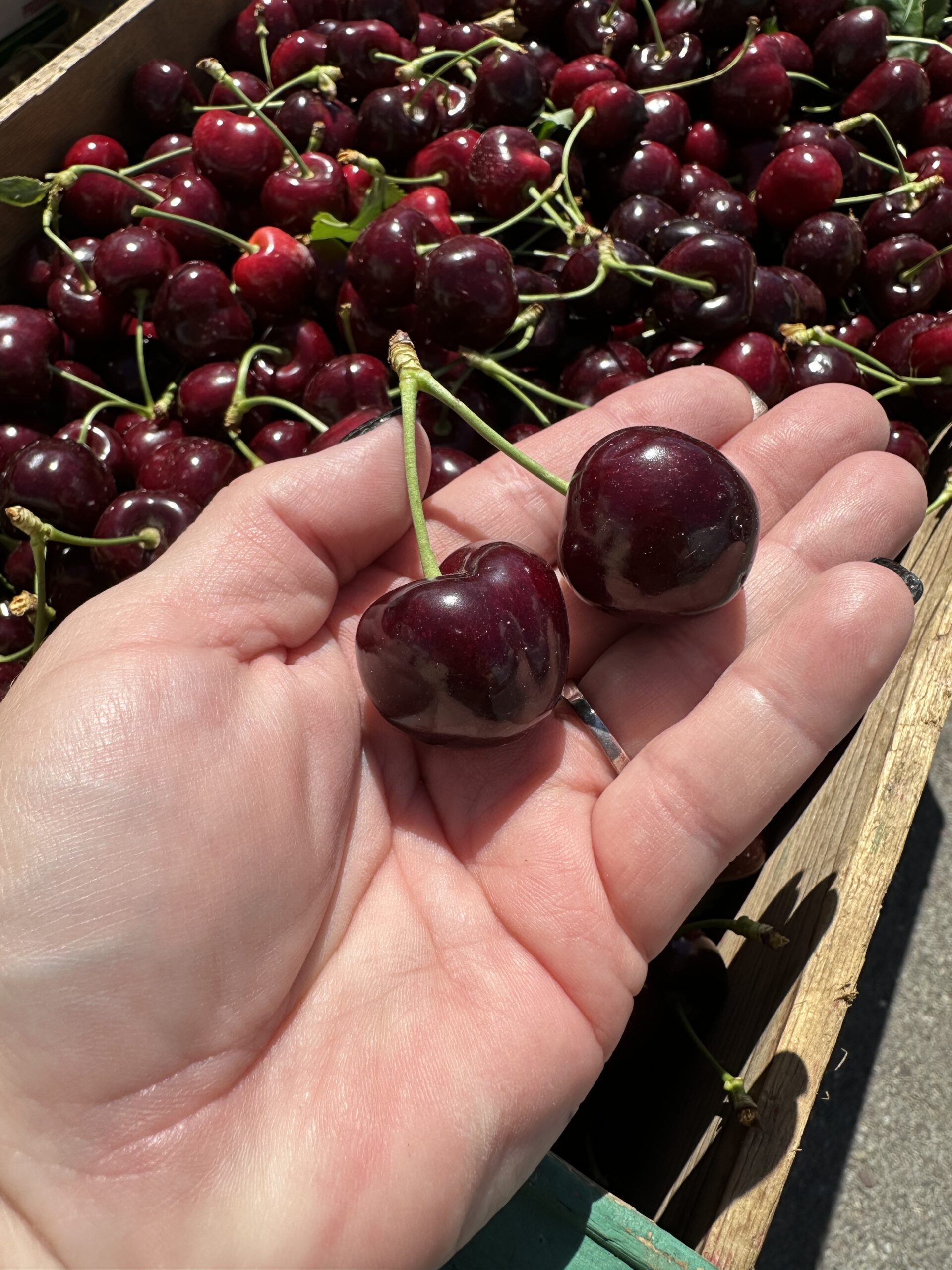 A hand holding two fresh cherries over a crate of cherries in the sun