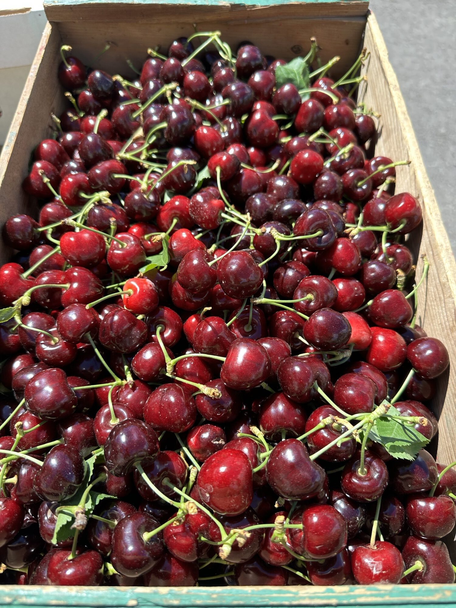 Wooden crate full of freshly picked dark red cherries